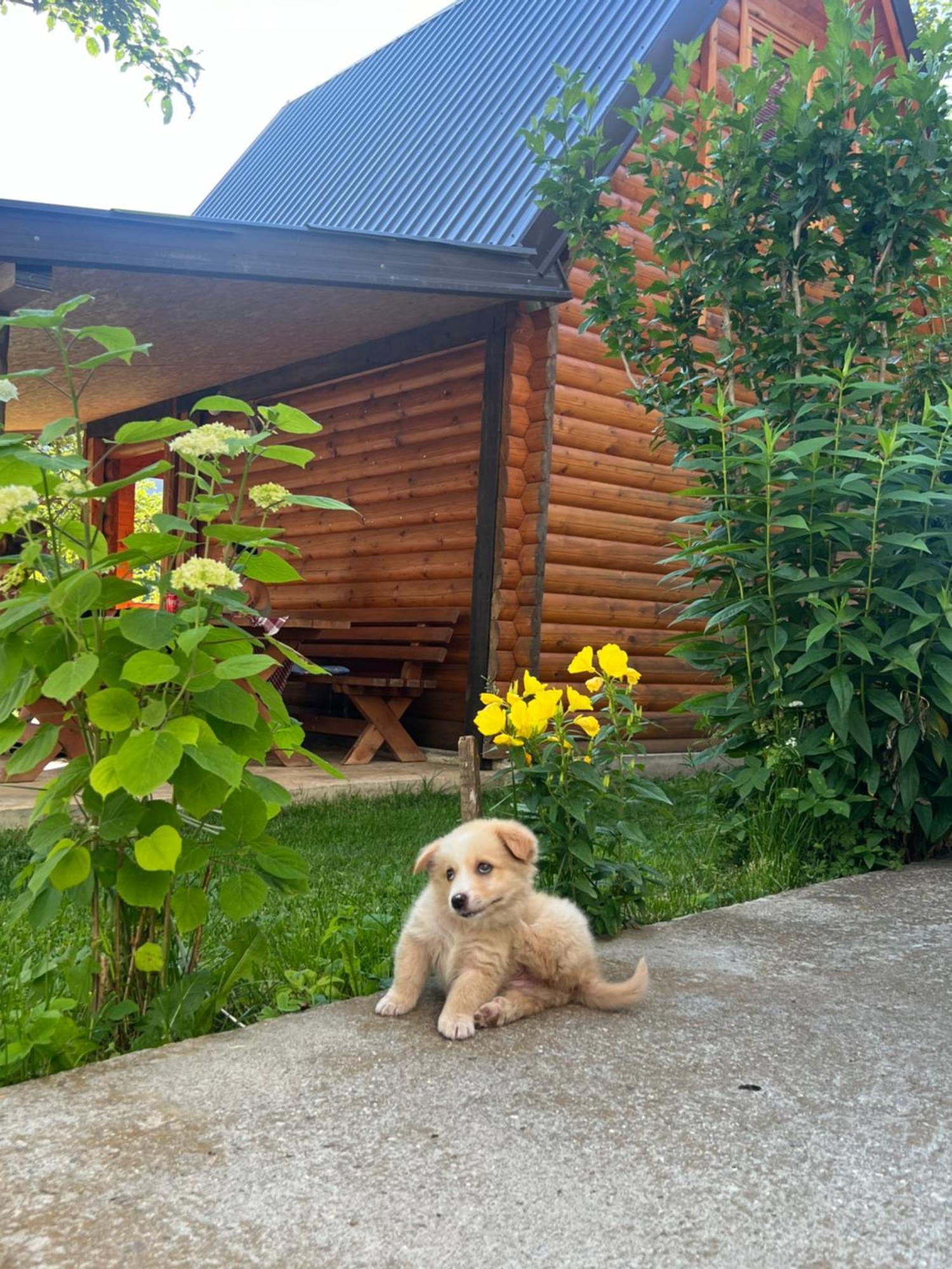 Guest House Kollata Vuthaj Exterior foto